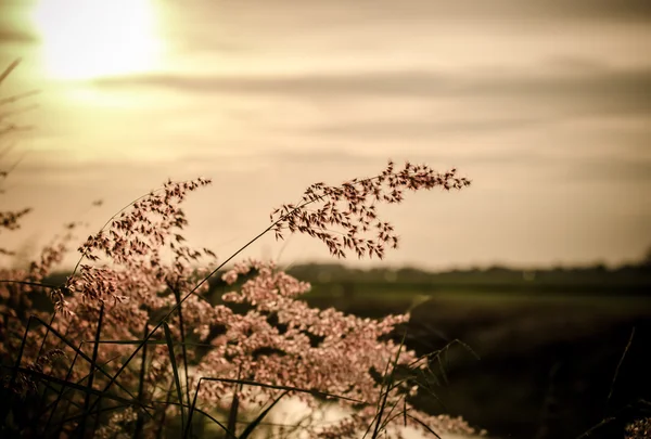 Flores silvestres vintage en la puesta del sol — Foto de Stock