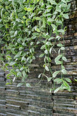 Dave bitki kaya şelale üzerinde