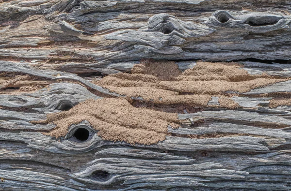 Old log and  ant's nest — Stock Photo, Image