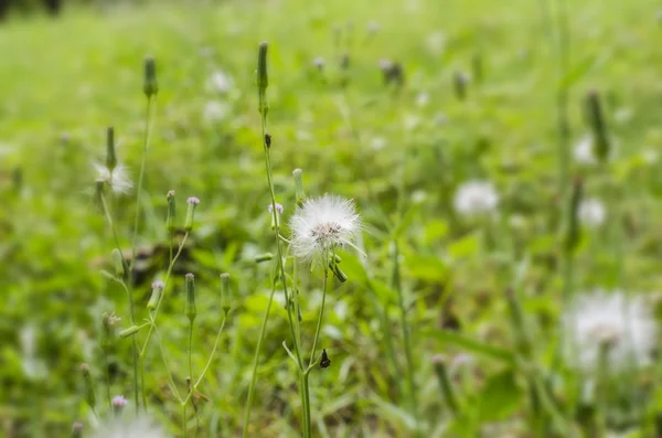 Wild flower — Stock fotografie