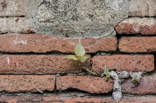 Ancient brick wall and little tree — Stock Photo, Image