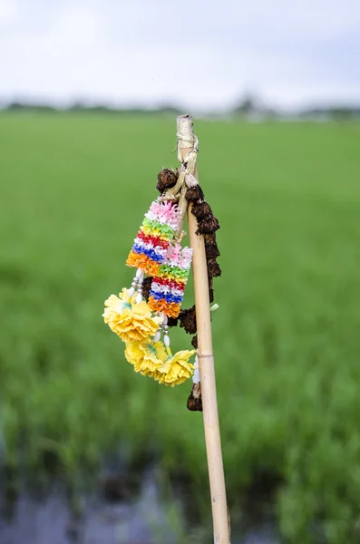 Гирлянда и рисовое поле — стоковое фото