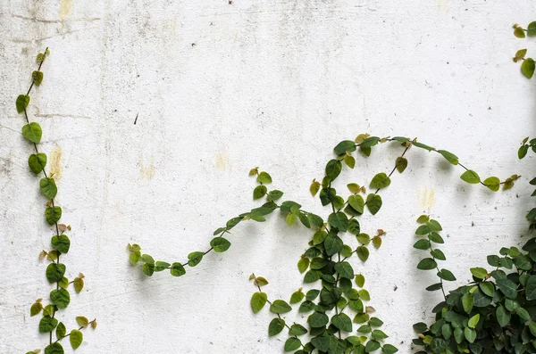 Rośliny pnącze na mur beton — Zdjęcie stockowe