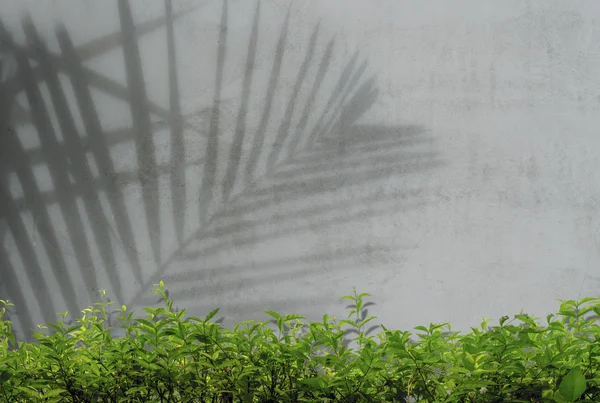 Leaf shadow on concrete wall — Stock Photo, Image