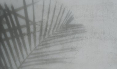 Yaprak gölge beton duvar