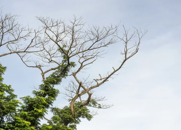 Árbol muerto y sobrevivir árbol — Foto de Stock