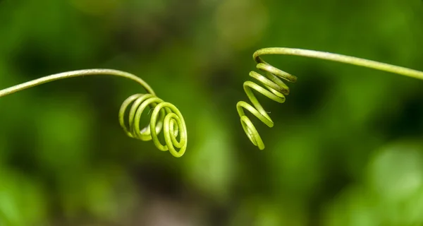 Spiral climber plant — Stock Photo, Image