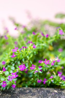 küçük mor çiçek