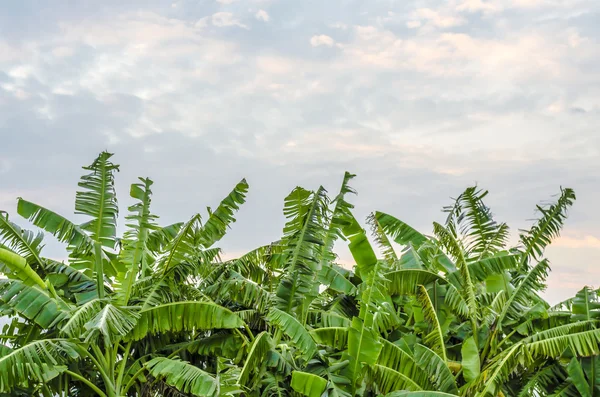 Banana árvore e céu doce fundo — Fotografia de Stock