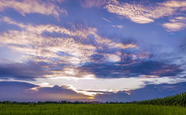 Cielo hermoso atardecer y campo de arroz — Foto de Stock