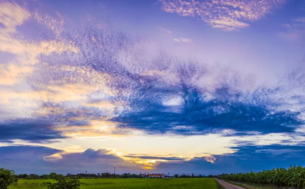 Cielo hermoso atardecer y campo de arroz —  Fotos de Stock