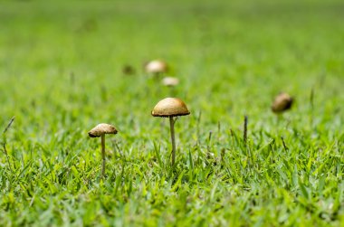 çimenler üzerinde küçük mantar