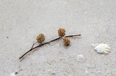 Çam ağaçları meyve sahilde