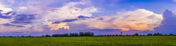 Cielo hermoso atardecer y campo de arroz —  Fotos de Stock