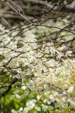 Küçük beyaz vahşi yaprakları