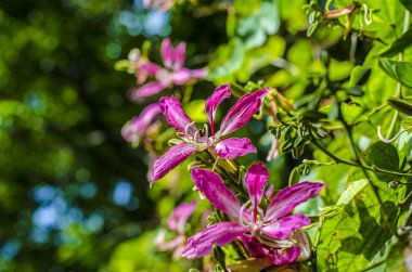 küçük mor çiçek