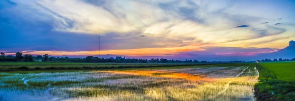 Cielo hermoso atardecer y campo de arroz —  Fotos de Stock