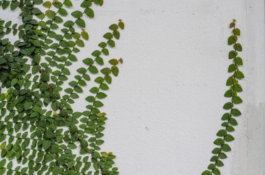 Ivy beyaz bir duvar üzerinde