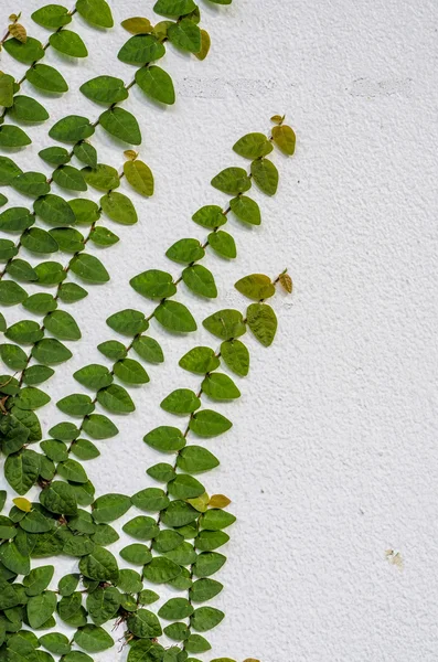 Ivy on a white wall — Stock Photo, Image