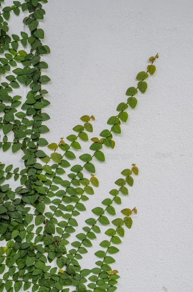 Ivy on a white wall — Stock Photo, Image