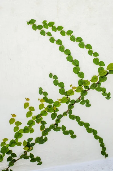 Ivy on a white wall — Stock Photo, Image