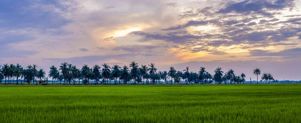 Красивое небо заката и рисовое поле — стоковое фото