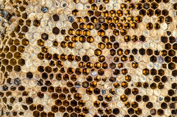 Honeycomb — Stock Photo, Image