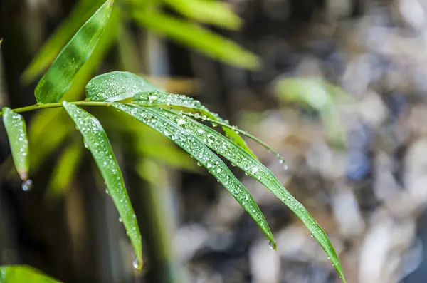 Капля дождя на листья бамбука — стоковое фото