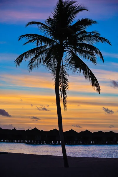 Silhouette albero di cocco — Foto Stock