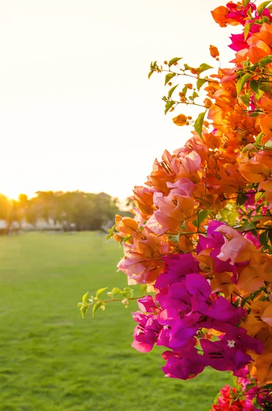 Bougainvillea w zachód słońca — Zdjęcie stockowe