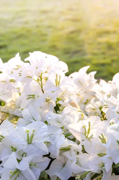 Bougainvillea in sunset — Stock Photo, Image