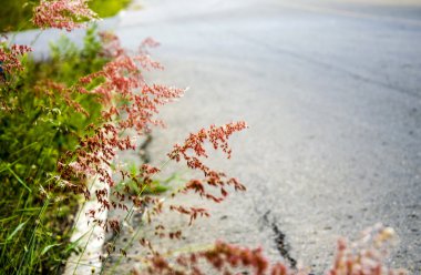 pembe renk yabani otlar çiçek yolun yanında 