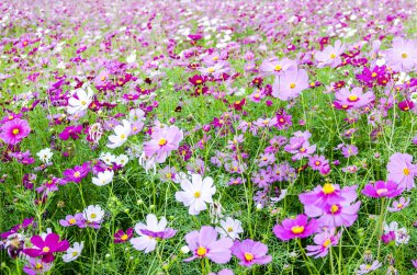 Pembe çiçek alanı