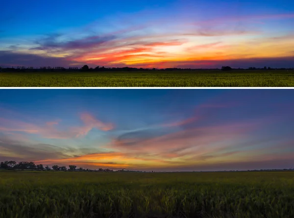 Cielo hermoso atardecer y campo de arroz —  Fotos de Stock