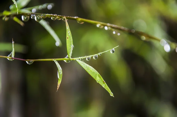 A bambusz levelek csepp eső — Stock Fotó