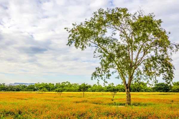 Árbol grande en campo naranja —  Fotos de Stock