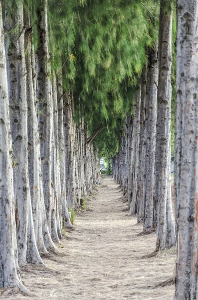 pine trees lined which have walkway in the middle.