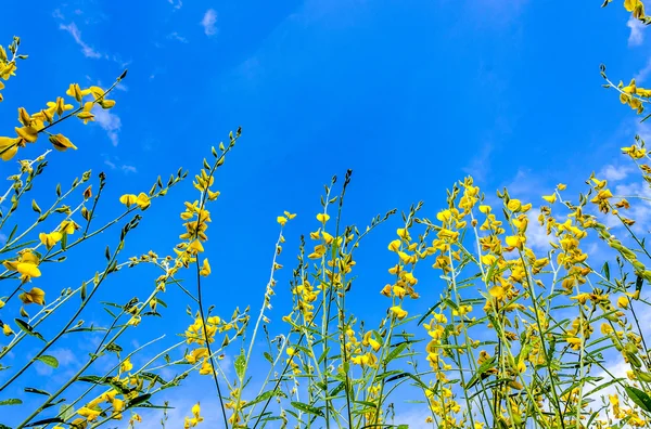 Flor amarilla salvaje — Foto de Stock