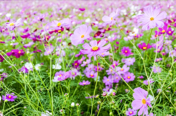 Pink flower in field — Stock Photo, Image