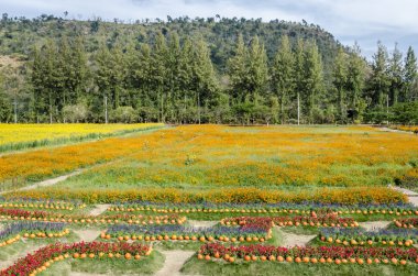 renkli çiçek arka plan