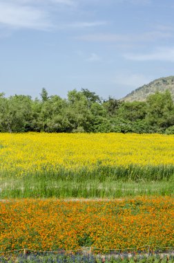renkli çiçek arka plan