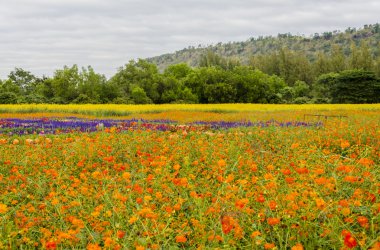 renkli çiçek arka plan