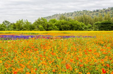 renkli çiçek arka plan