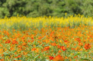 renkli çiçek arka plan