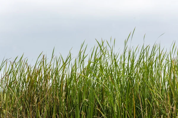 Dzikich traw — Zdjęcie stockowe