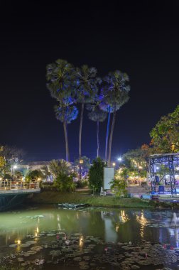 Sugar palm ağaçlar