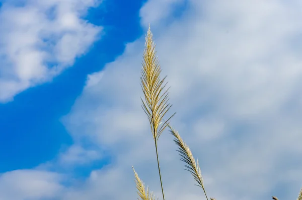 Белые травы — стоковое фото