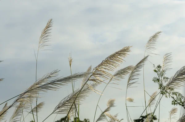 白の野草 — ストック写真