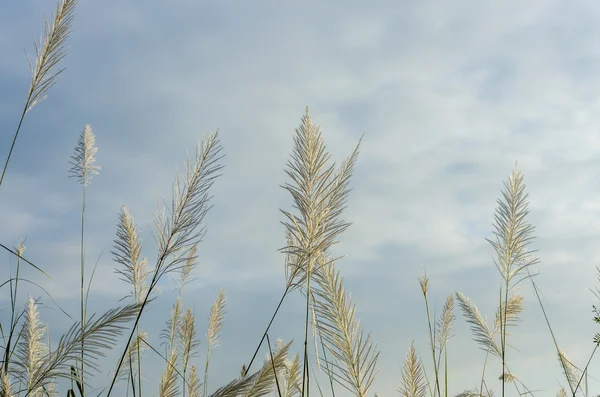 Белые травы — стоковое фото