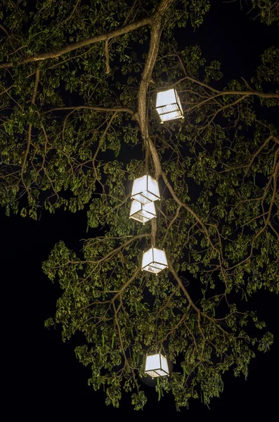 Lanternes suspendues à l'arbre — Photo